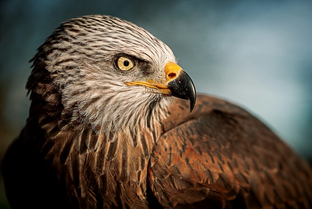 A Red Kite with brown and reddish-brown plumage is seen in close-up.