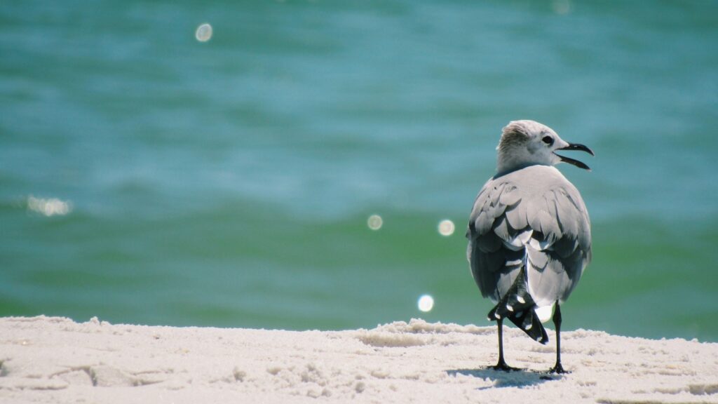 Grey gull standing on sandy beach with sea in the background