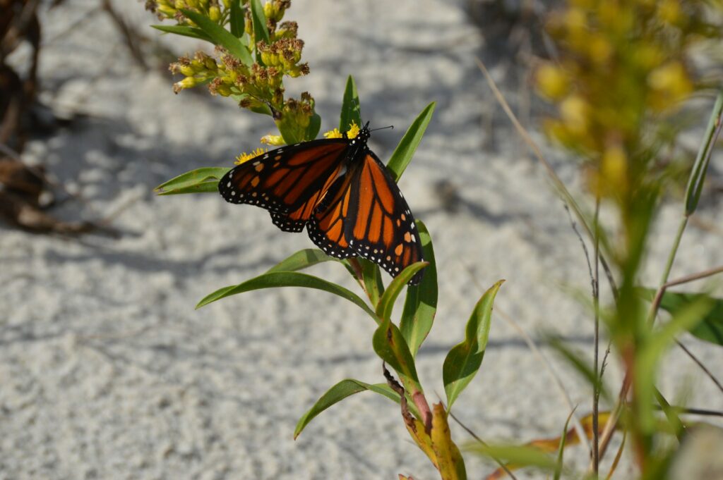 A Monarch butterfly rests on green leaves with small yellow flowers.