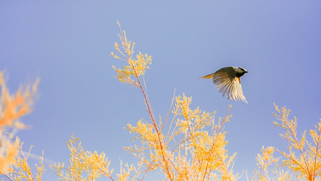 Small chickadee flying over vibrant yellow plant with clear sky in background