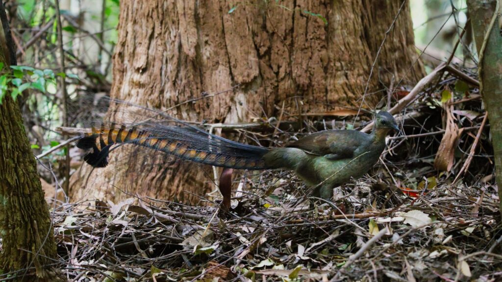 Lyrebird standing near a tree in a dense forest
