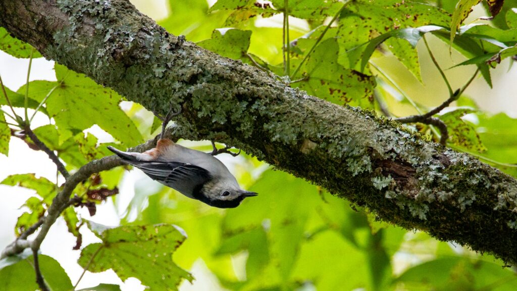 Nuthatch hanging upside down on a tree branch