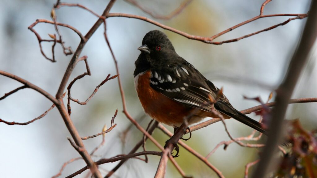 Spotted Towhee perched on a tree branch
