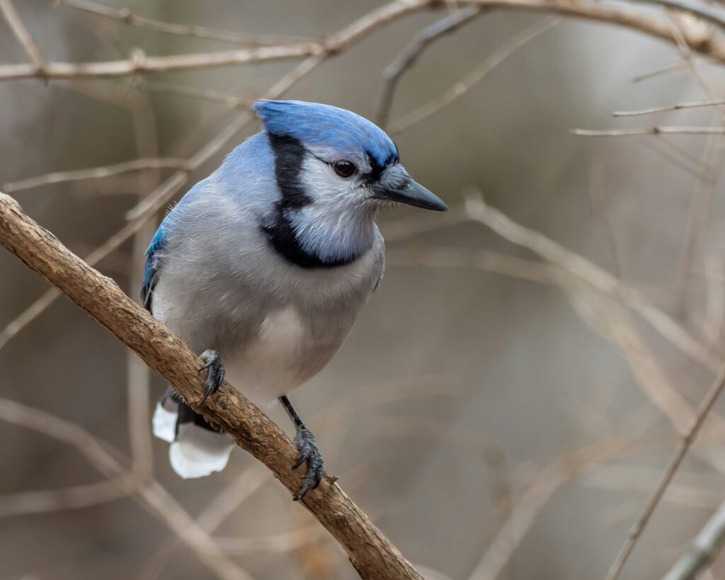 A blue jay perches on a bare branch.