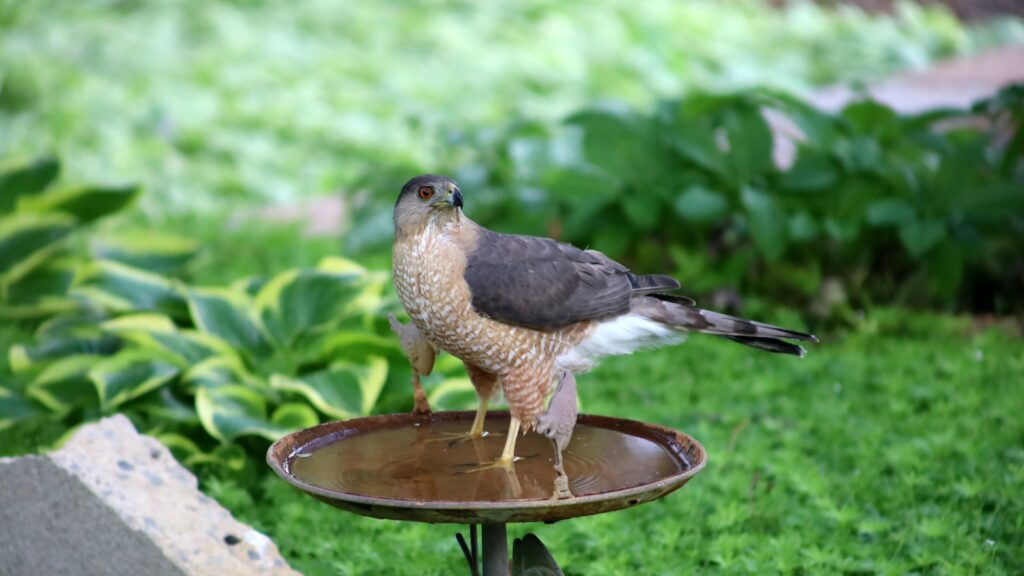 Hawk standing on a small bird bath in a garden setting