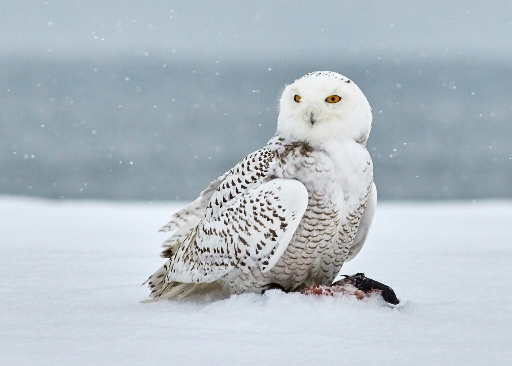 A Snowy Owl is perched on the snow, eating its prey.