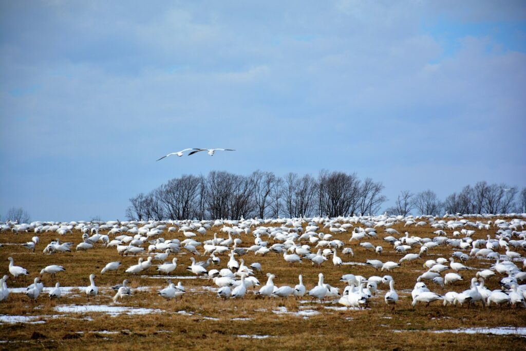 A vast flock of Snow geese covers a brown field, with two geese flying overhead.
