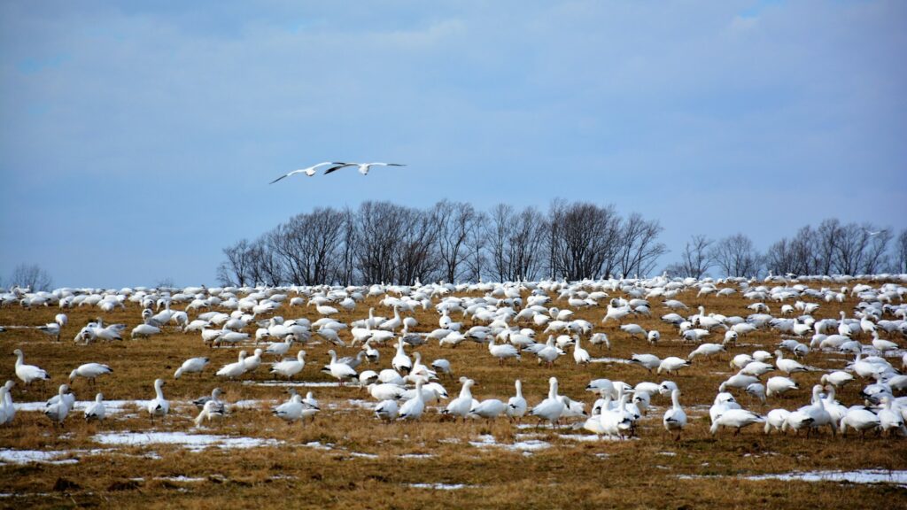 A vast flock of Snow geese covers a brown field, with two geese flying overhead.