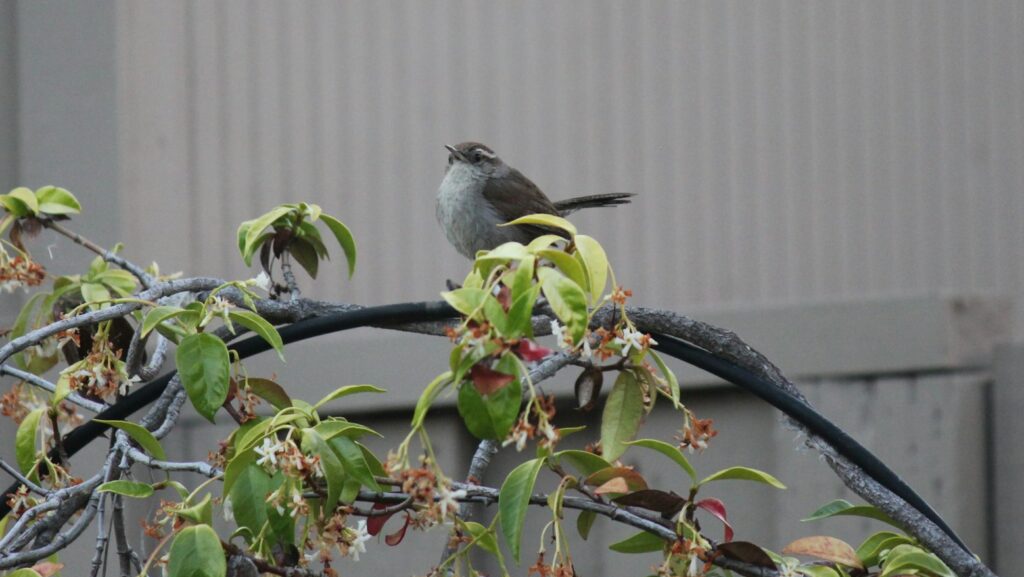 Bewick's wren perched on a branch outside a home