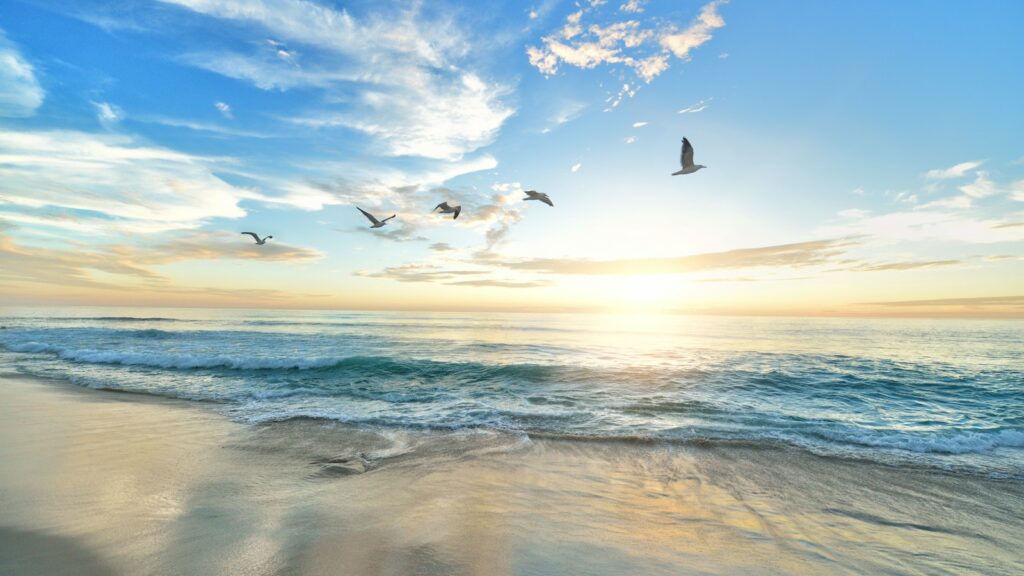 Flock of shorebirds flying along a sunny beach during migration season