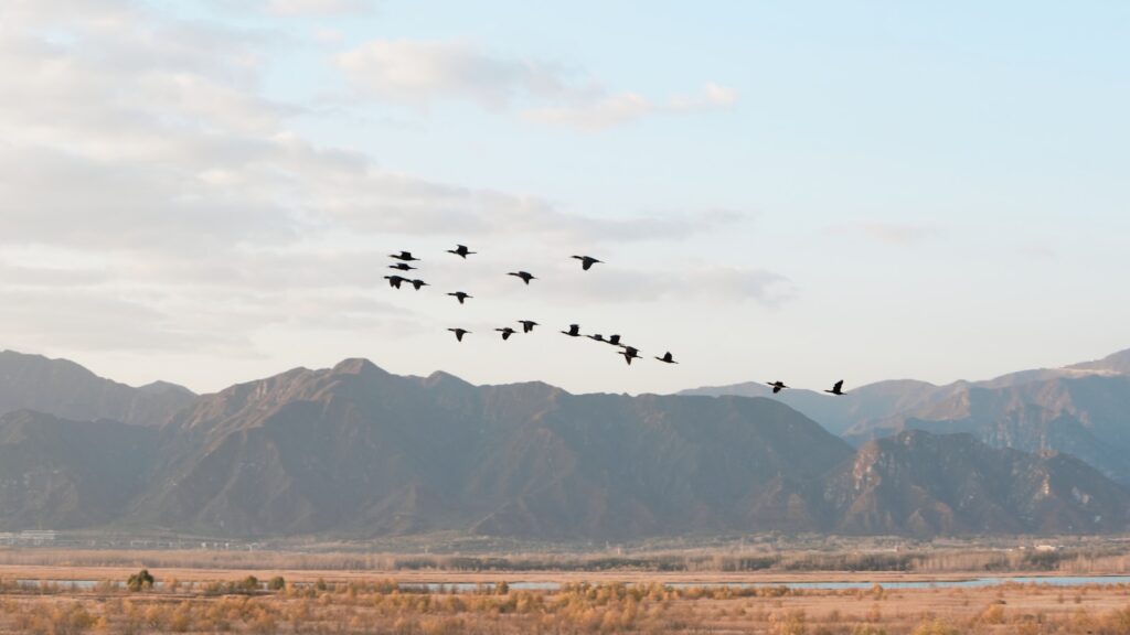 Birds in flight over a rugged mountain landscape under a clear sky