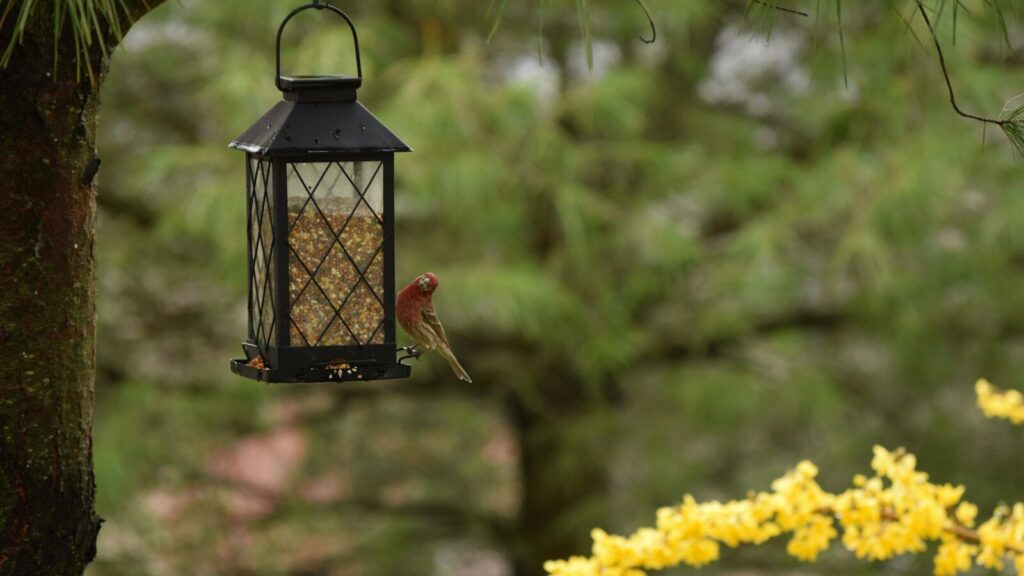 Bird perched on a lantern-style bird feeder hanging from a tree branch.