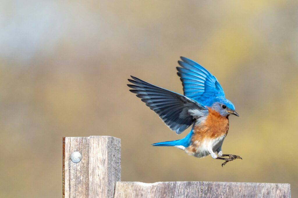 An Eastern Bluebird takes flight.