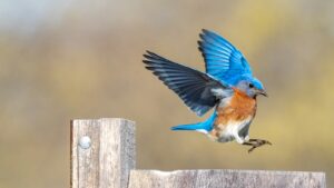 An Eastern Bluebird takes flight.