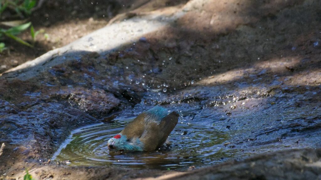 Bird dipping into shallow water on a rocky ground surface
