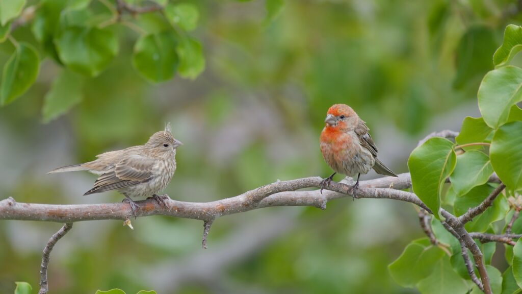 Two juvenile birds perched on a tree branch