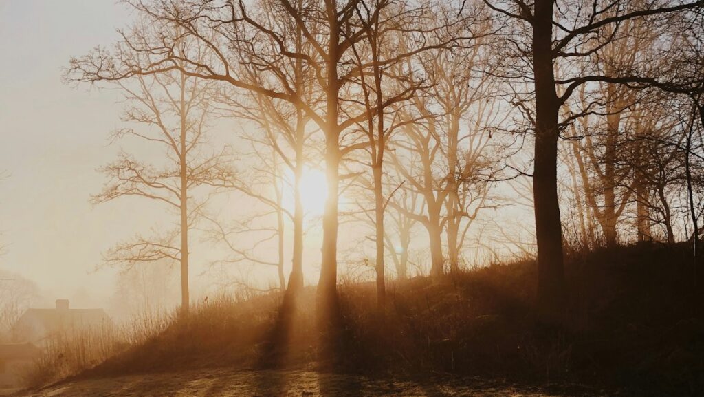 Sun rising behind bare trees on a misty, foggy morning