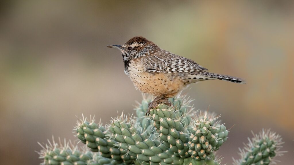 Cactus Wren perched on top of a desert cactus