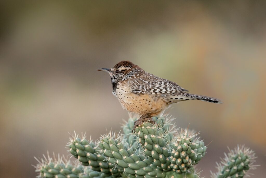 A Cactus Wren perched atop a cactus.