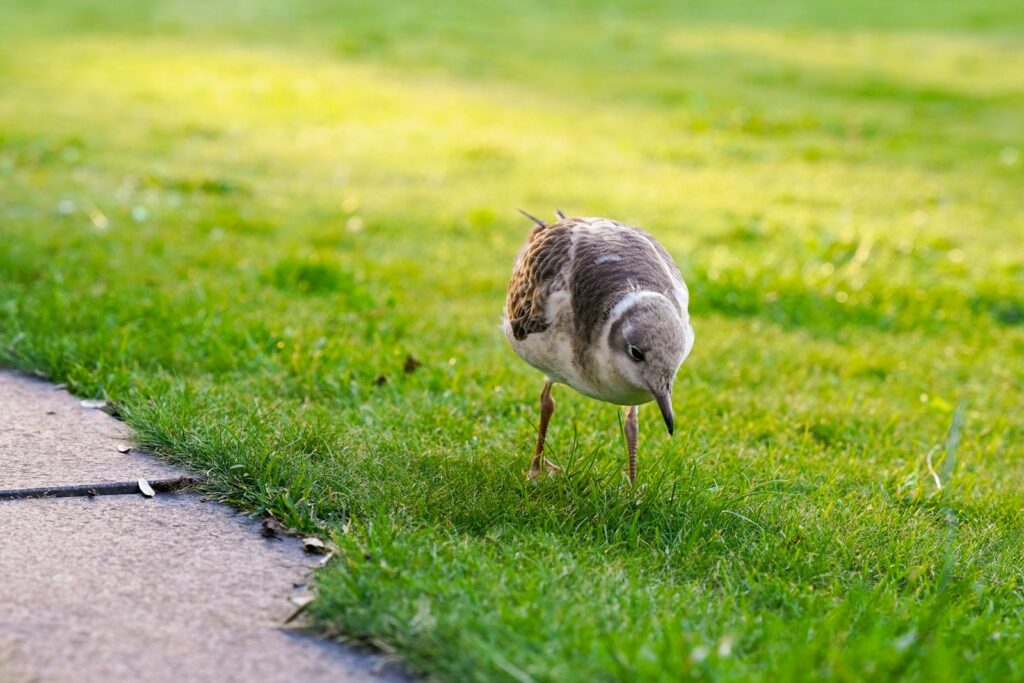 A juvenile gull with mottled plumage walks on green grass.