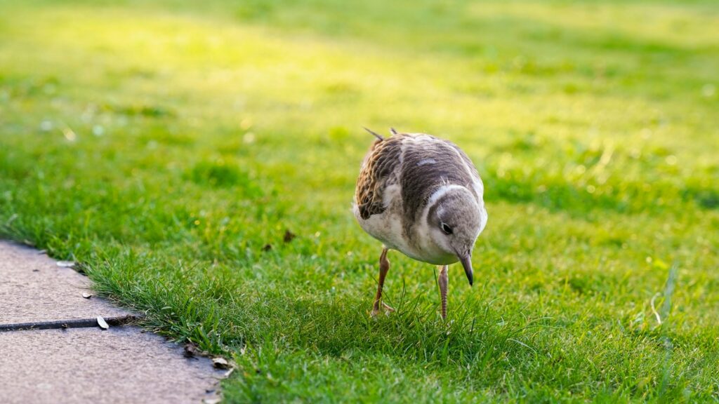 A juvenile gull with mottled plumage walks on green grass.