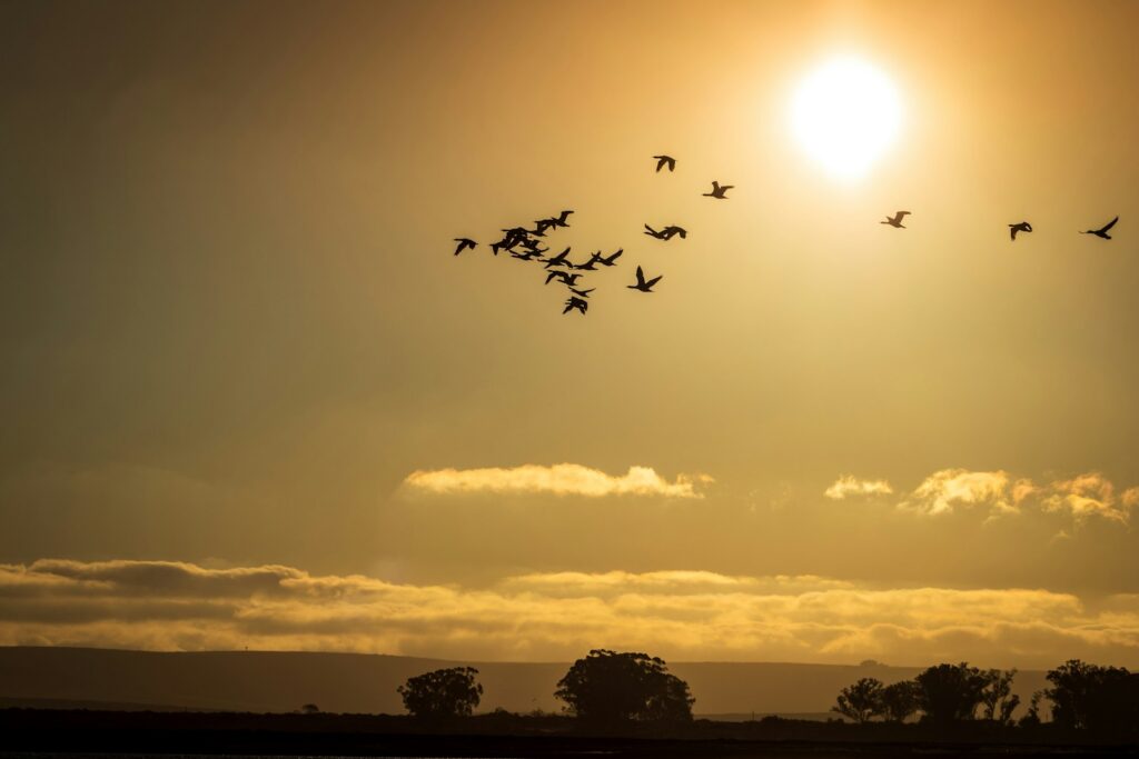 A flock of birds flies silhouetted against a golden sky.
