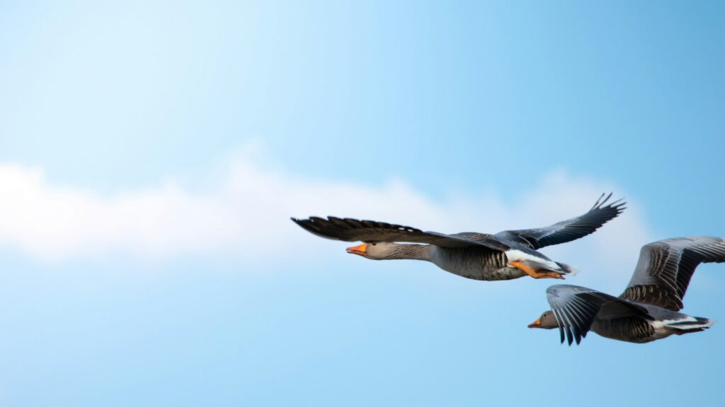 flight of two Two geese flying high in the clear sky, with sunlight shining and soft clouds