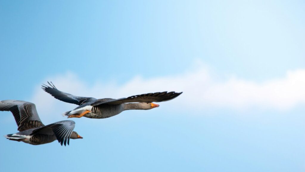 Two geese flying high in the clear sky, with sunlight shining and soft clouds