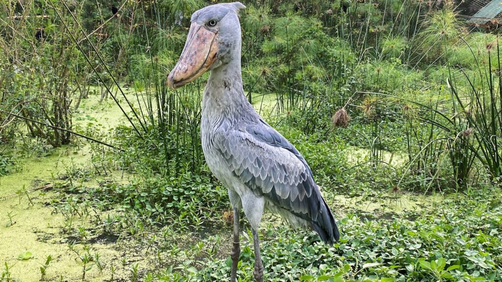 A shoebill standing on a grassy wetland