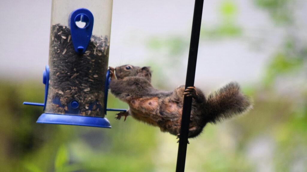 Sneaky squirrel stealing bird feed from a backyard bird feeder