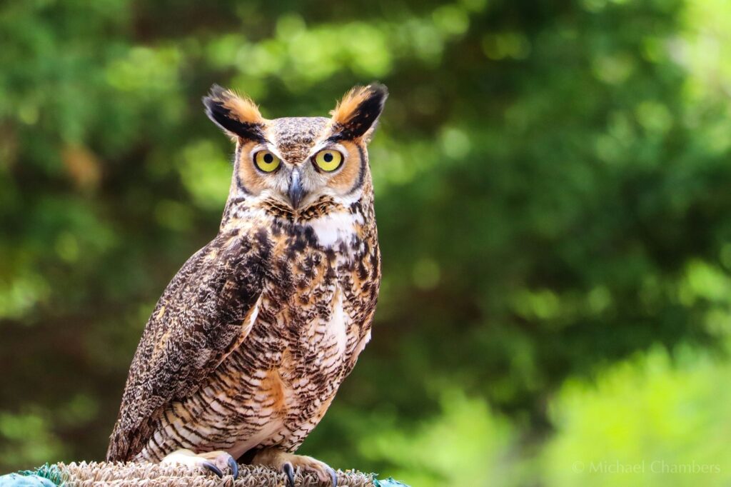 A great horned owl with striking yellow eyes.