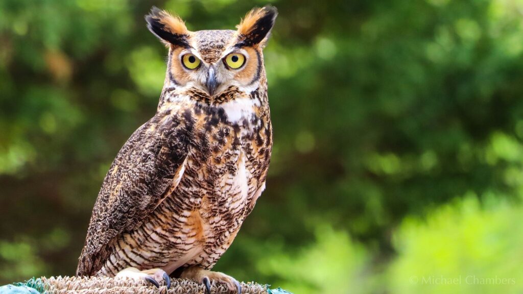 A great horned owl with striking yellow eyes.