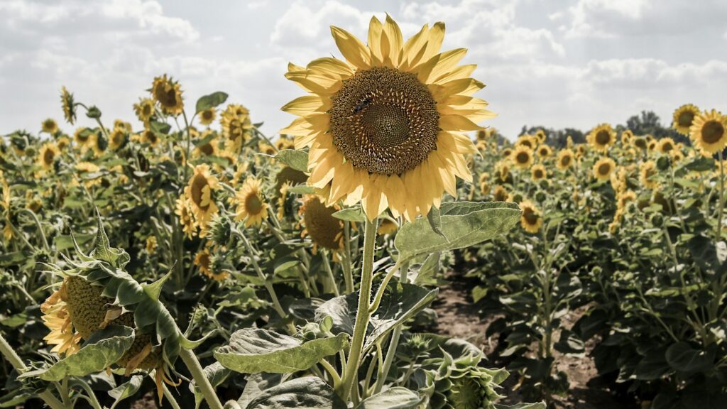 Field of blooming sunflowers glowing under the midday sun