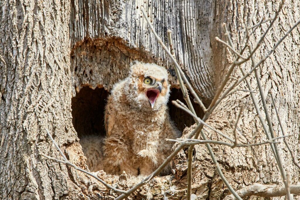 brown owl yawning