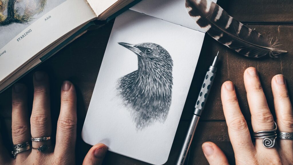 Detailed drawing of an adult Starling with speckled plumage.