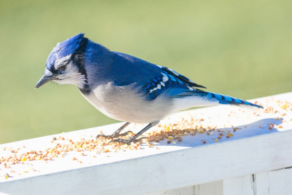 A blue jay perches on a branch, holding a seed in its beak.