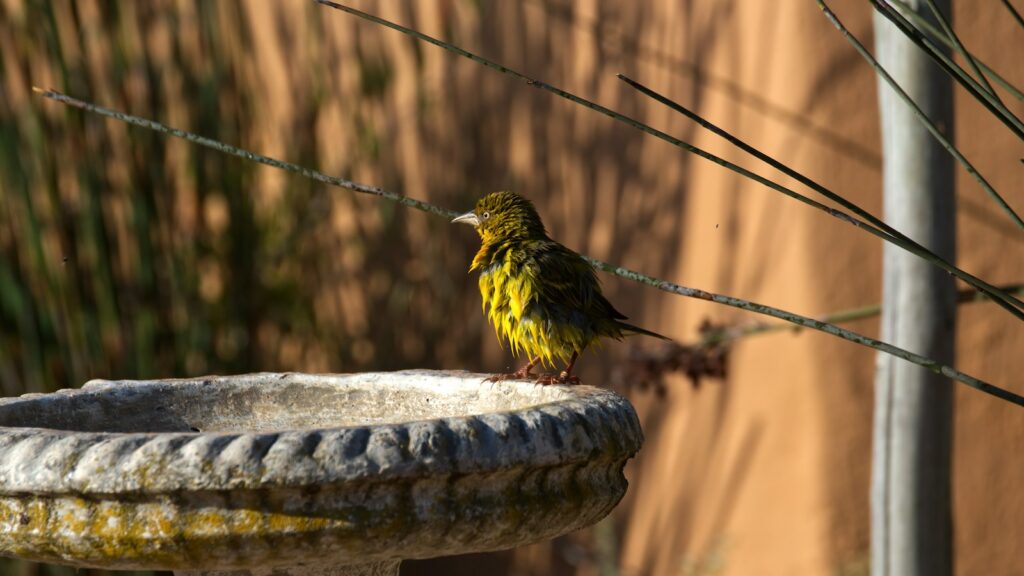 A wet weaver bird with yellow and brown plumage perched on a stone birdbath.