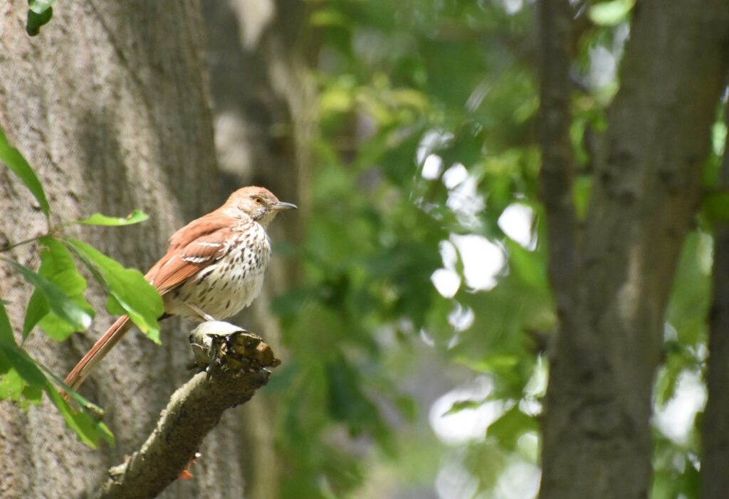 Brown Thrasher with reddish-brown plumage perches on a branch among green leaves.