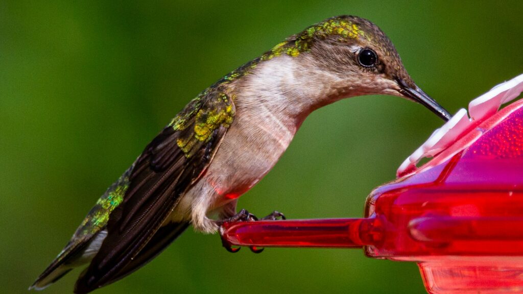 Hummingbird drinking from a red nectar feeder