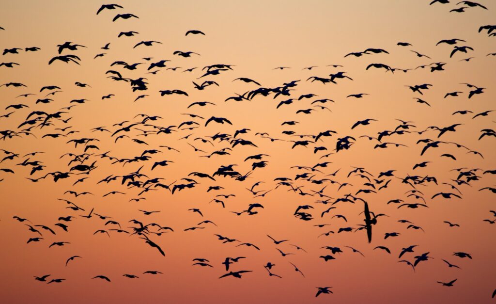 birds during golden hour