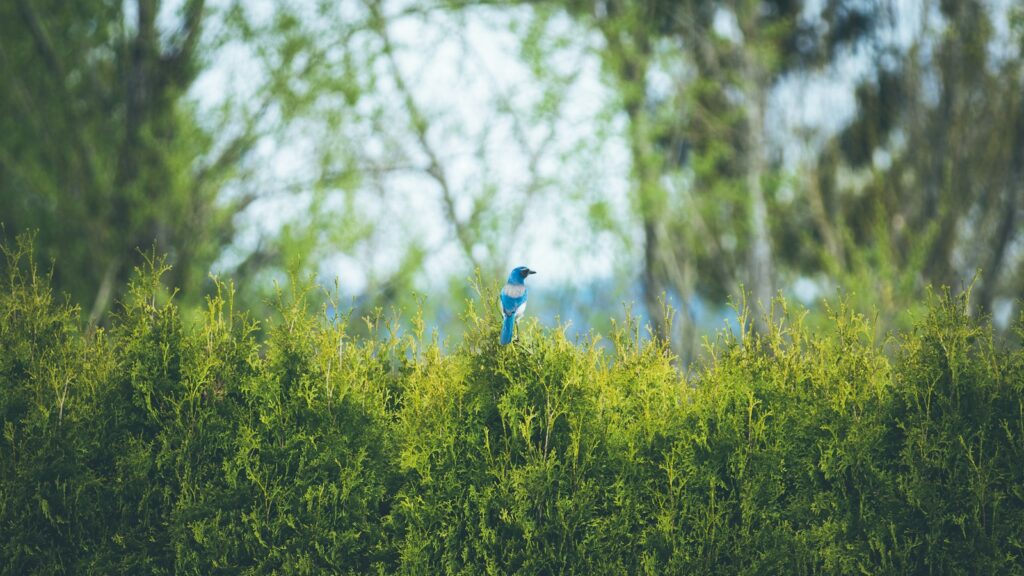 Bird perched on top of a green garden hedge