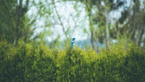Bird perched on top of a green garden hedge