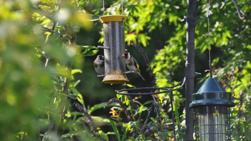 Two goldfinches perched on opposite sides of a bird feeder in a lush garden.