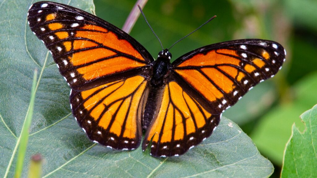 Monarch butterfly resting on a green leaf, with its vibrant orange and black wings spread