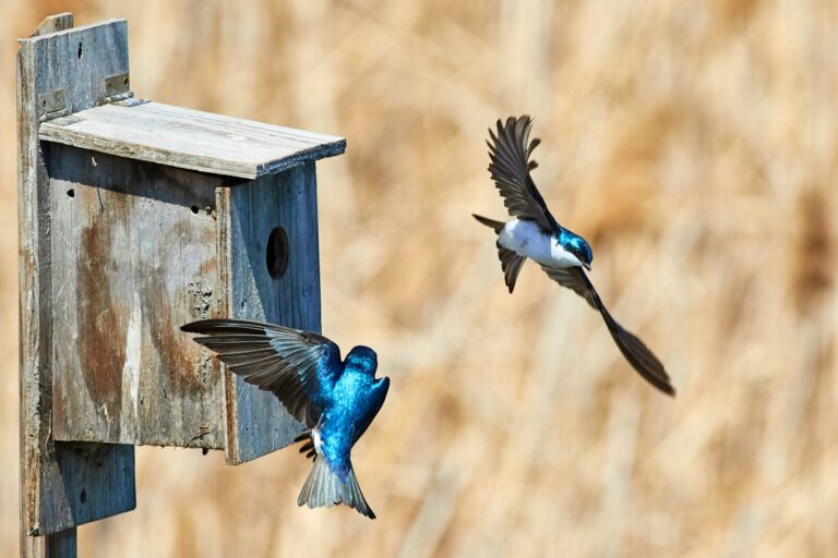 Two tree swallows near a birdhouse.