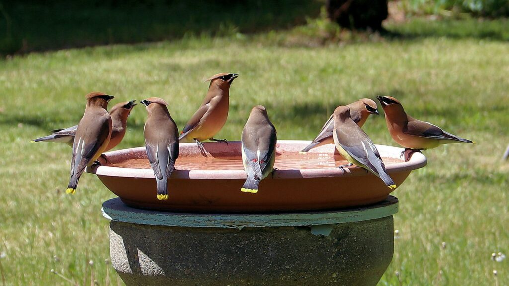 Group of birds perched on a brown bowl bird bath under the bright daylight