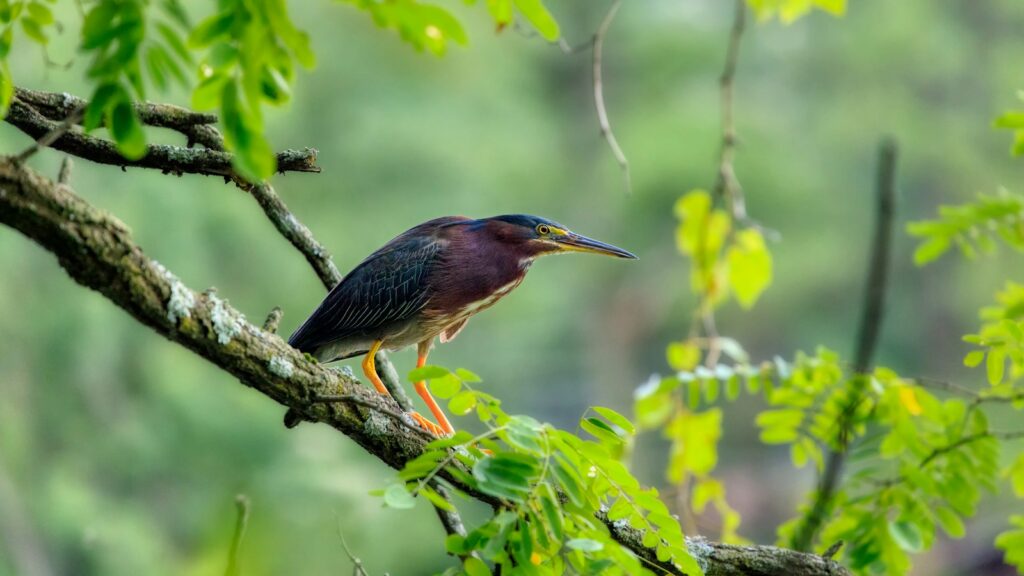 Green Heron perched on a tree branch surrounded by lush green leaves