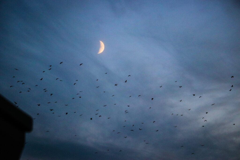 A flock of Vaux's swifts fly across a twilight sky with a crescent moon.