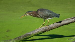Green Heron standing on branch above moss-covered water in wetland