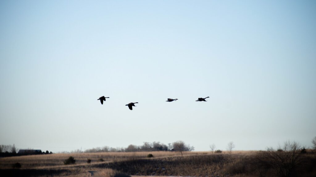Four geese, likely Snow geese, fly low over a distant treeline under a pale sky.